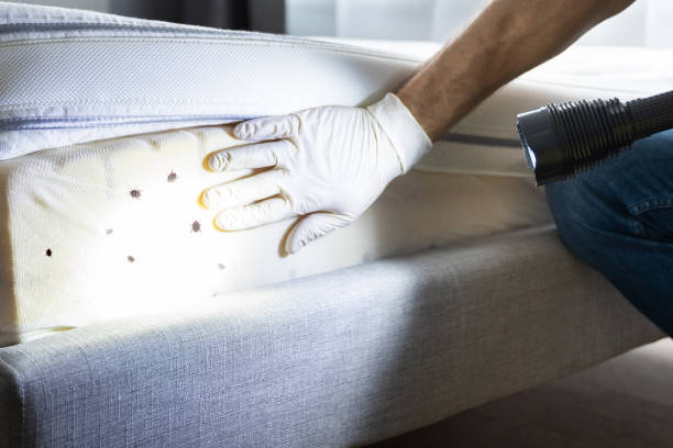 Best Emergency Pest Control  in Greentown, IN